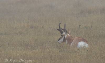 Pronghorn Antelope