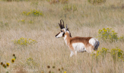 Pronghorn Antelope