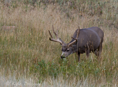 Mule Deer