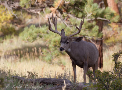 Mule Deer