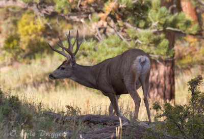 Mule Deer