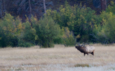 Rocky Mountain Elk