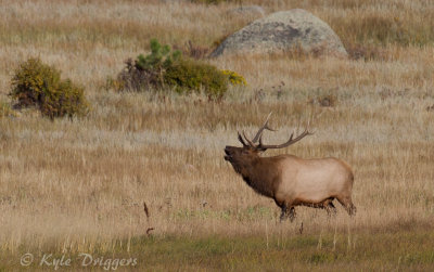 Rocky Mountain Elk