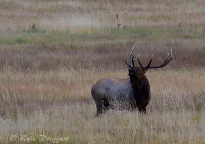 Rocky Mountain Elk