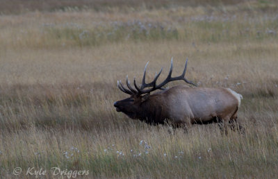 Rocky Mountain Elk