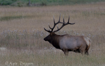 Rocky Mountain Elk