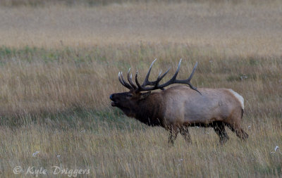 Rocky Mountain Elk