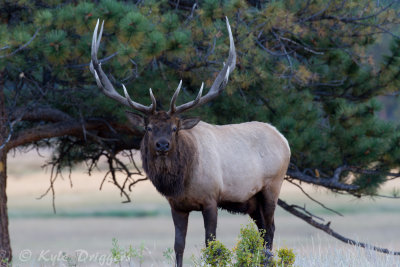 Rocky Mountain Elk