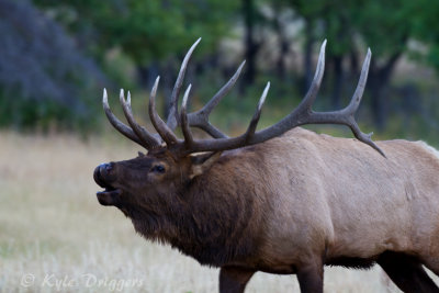 Rocky Mountain Elk