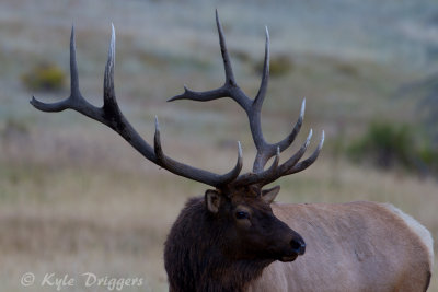 Rocky Mountain Elk