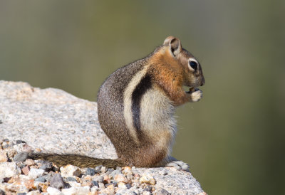 Golden-mantled Ground Squirrel