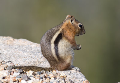 Golden-mantled Ground Squirrel