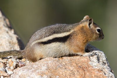 Golden-mantled Ground Squirrel
