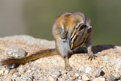 Colorado Chipmunk