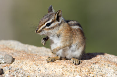 Colorado Chipmunk
