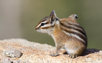 Colorado Chipmunk