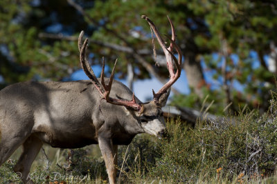 Mule Deer