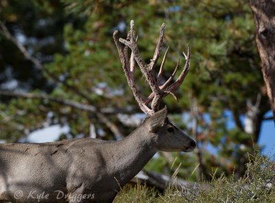 Mule Deer