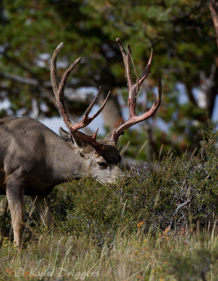 Mule Deer