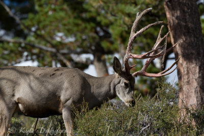 Mule Deer
