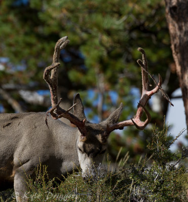 Mule Deer