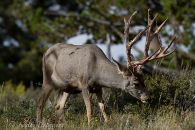 Mule Deer