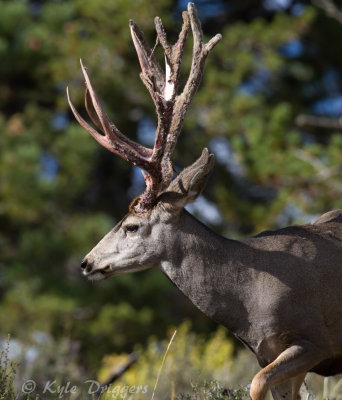 Mule Deer