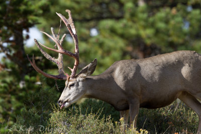 Mule Deer