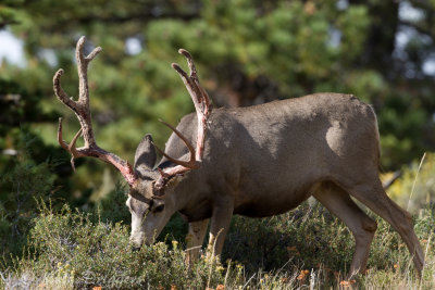 Mule Deer