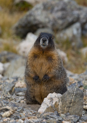 Yellow-bellied Marmot