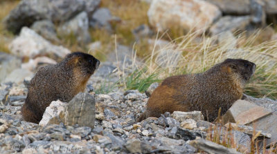 Yellow-bellied Marmot