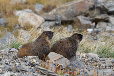 Yellow-bellied Marmot