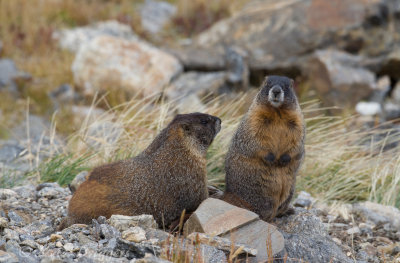 Yellow-bellied Marmot