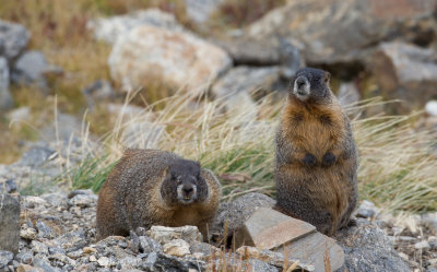 Yellow-bellied Marmot