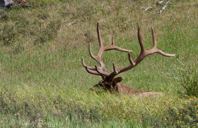 Rocky Mountain Elk