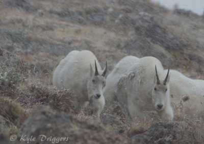 Mountain Goat