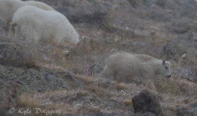 Mountain Goat