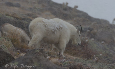 Mountain Goat