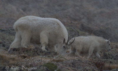 Mountain Goat