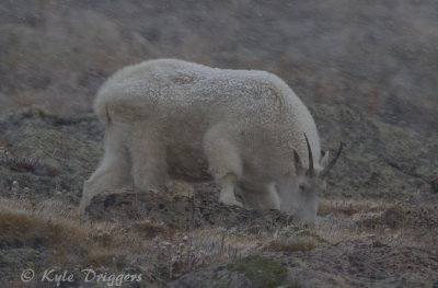 Mountain Goat