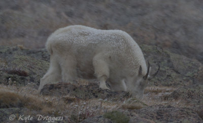 Mountain Goat
