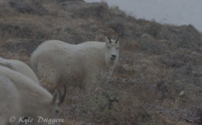 Mountain Goat