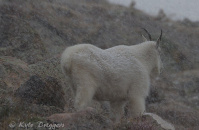 Mountain Goat