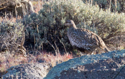 Gunnison Sage-Grouse