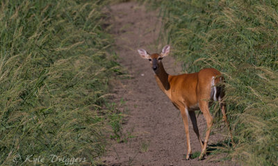 White-tailed Deer