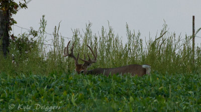 White-tailed Deer