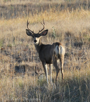 Mule Deer