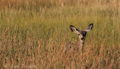 Mule Deer