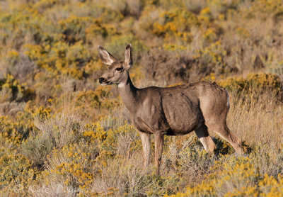 Mule Deer