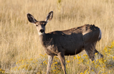 Mule Deer